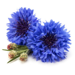 Василек синий цветки